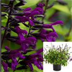Salvia Smokey Jazz 1 Gallon Plant Dwarf Mexican Bush Sage Live Plant Outdoor Gr7