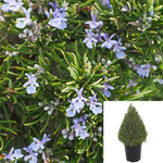 Rosmarinus Off Tuscan Blue 5 Gallon Officinalis Plant Upright Rosemary Live Plant Gr7