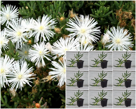 Lampranthus White 12 Packs Of 2Inches Pot Plant Perennial Mesembryanthemum Palnt Groundcovers  Live Plant Mr7