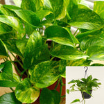 Pothos Golden 6Inches Pothos Golden Devil Ivy Epipremnum vine plant Hanging House live Plant Ht7 Best