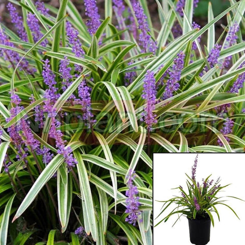 Liriope Musc Silvery Sunproof 1Quart Plant Lily Turf Plant Monkey Grass Plant Liriope Muscari Silvery Sunproof Live Plant Mr7