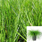 Lomandra Breeze 5Gallon Dwarf Mat Rush Plant Lomandra Longifolia Lomandra Fr7