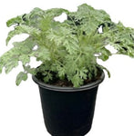 Artemesia Powis Castle 1Gallon Plant Wormwood Plant Bushy Mound Of Silvery Plant Evergreen Live Plant Gr7ht7