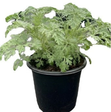 Artemesia Powis Castle 1Gallon Plant Wormwood Plant Bushy Mound Of Silvery Plant Evergreen Live Plant Gr7ht7