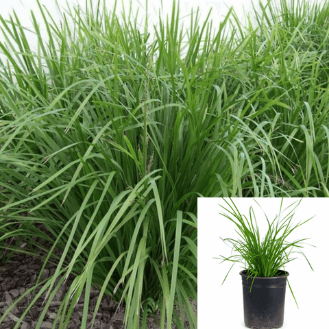 Lomandra Arctic Frost 1Gallon Arctic Frost Mat Rush Grass Outdoor + Live Plant Gr7