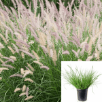 Pennisetum Little Bunny 1 Gallon Pennisetum Al Little Bunny Plant Fountain