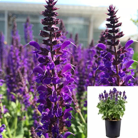 Salvia May Night 5Gallon  Wood Sage Plant May Night Sage Plant Meadow Sage Plant Flower Live Plant Live Plant Gr7 