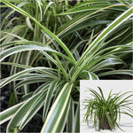 Spider Variegated Plant 4 inches Chlorophytum Comosum succulent Live Plant Ht7