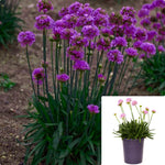Armeria Dreameria Vivid Dreams 1 Gallon Plant Thrift Sea Pinks Sweet Flower Live Plant Ho7