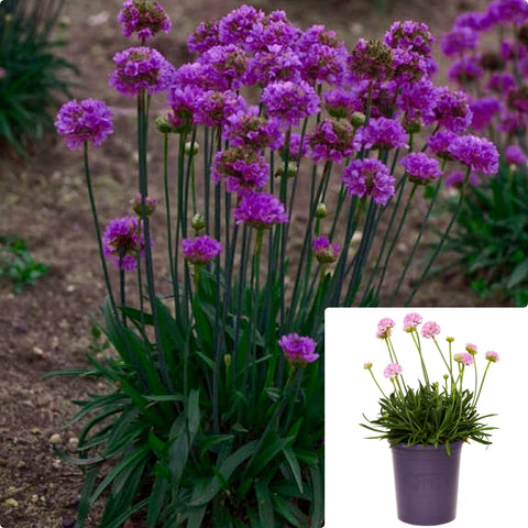 Armeria Dreameria Vivid Dreams 1 Gallon Plant Thrift Sea Pinks Sweet Flower Live Plant Ho7