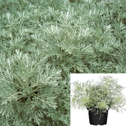 Artemisia Arborescens Powis Castle 1Gallon Plant Wormwood Plant Rtemisia Arborescens Powis Castle Plant Outdoor Live Plant Ho7