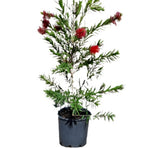 Callistemon Viminalis Slim Column 5Gallon Plant Slim Bottlebrush. Plant Bottlebrush Plant Melaleuca Viminalis Slim Plant Flower Live Plant Ho7