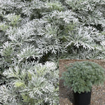 Artemesia Powis Castle 5 Gallon Plant Wormwood Mugwort Outdoor Live Plant Gr7Ht7