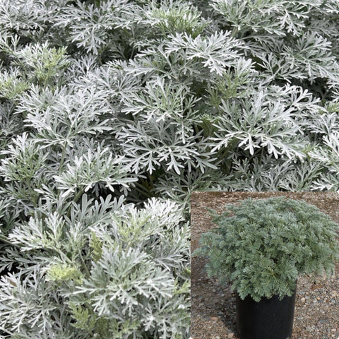 Artemesia Powis Castle 5 Gallon Plant Wormwood Mugwort Outdoor Live Plant Gr7Ht7