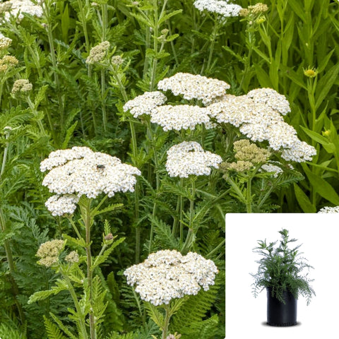 Acillea White 1Gallon Achillea Millifolia White Plant Pot Common Yarrow Live Plant Outdoor Fr7Gr7