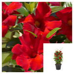 Mandevilla Crimson 1Gallon Plant Sun Parasol Crimson Mandevilla Plant Colourwave Mandevilla Plant Outdoor Plant Flower Ht7