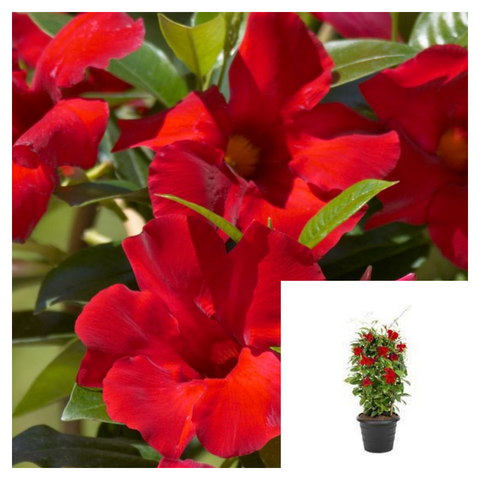 Mandevilla Crimson 1 Gallon Plant Sun Parasol Crimson Mandevilla Plant Colourwave Mandevilla Plant Outdoor Plant Flower Ht7
