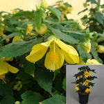 Abutilon Yellow 1 Gallon Abutilon Lantern Yellow Plant Include Redvein Abutilon Ht7