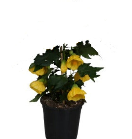 Abutilon Yellow 1 Gallon Abutilon Lantern Yellow Plant Include Redvein Abutilon Ht7