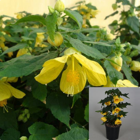 Abutilon Yellow 1 Gallon Abutilon Lantern Yellow Plant Include Redvein Abutilon Ht7