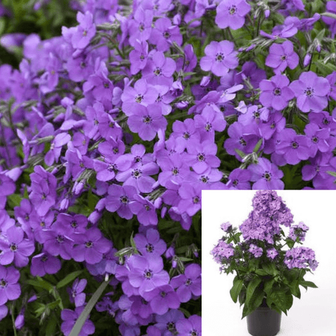 Phlox Woodlander Lilac 1Quart Blue Plant Wild Sweet William Live Plant Mr7