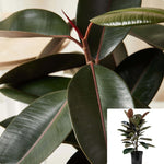 Rubber Burgandy 2 GALLON Ficus Rubber Black Pot Ficus Elastica Rubber Fig Rubber Tree R Ht7 Live Plant