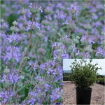 Salvia Bees Bliss 1 Gallon Plant Winifred Gilman Sage Live Plant Outdoor Bush Fr7