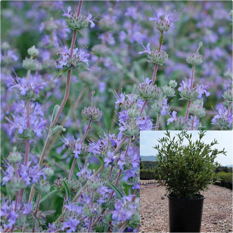 Salvia Bees Bliss 1 Gallon Plant Winifred Gilman Sage Live Plant Outdoor Bush Fr7