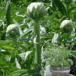 Artichoke 1 Gallon  Plant Winter Grow Artichoke Global Green Veggies Live Plant Ht7 Best
