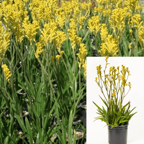 Anigozanthus Yellow Gem 1Gallon Anigozanthos Everlasting Gold Plant Kangaroo Paw Yellow Plant Perennials Outdoor Live Pl