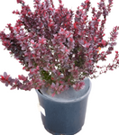 Berberis Thunbergii Rose Glow 1 Gallon Pinkish Red Barberry Plant Live Plant Outdoor Live Platn Gg7