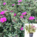 Cistus Sunset 5Gallon Cistus Sunset Rock Rose Plant Magenta Rock Rose Cist Live Plant