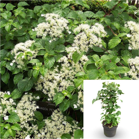 Hydrangea Anomala Petiolaris Staked 5 Gallon Pot Plant Climbing Hydrangea Shrub Live Plant Gg7