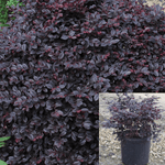 Oropetalum Chinensis Blush 1 Gallon Purple Fringe Shrub Live Plant Outdoor Mr7