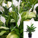 Spath Peace Lily Plant 18-28 Inches 2Gallon Spathiphyllum Wallisii Premium Foliage Live Plant Ht7 Best