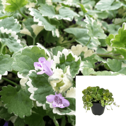 Swedish Ivy Whorled Plectranthus Swedish Begonia Creeping Charlie Variegated White Green Ivy Ground Covering Live Plant Ht7  6Pack Of 2Inches Best