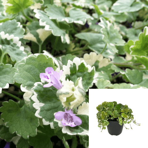 Swedish Ivy Whorled Plectranthus Swedish Begonia Variegated White Green Ivy Ground Covering Live Plant Ht7 12Pack Of 2Inches