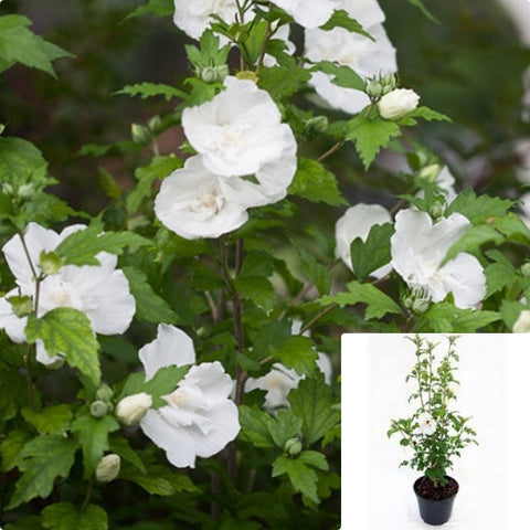 Hibiscus Syr White Pillar 3Gallon Plant Rose Of Sharon Plant Shrub Althea Plant Hibiscus Syriacus Notwoodtwo Flower Live Plant Ho7