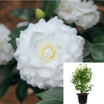 Camellia Ragland Supreme 7 Gallon Plant Flower Live Plant Ho7
