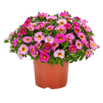 Calibrachoa Parisian Pink 1 Quart Plant Calibrachoa Plant Mini Petunia Live Plant 6Inches Pot Houseplant Pr7
