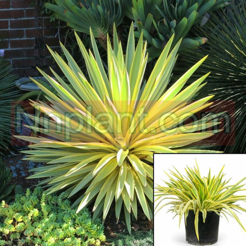 Yucca Elephantipes 5 Gallon Ht7 Plant Spineless Giant Live Plant Outdoor Ht7
