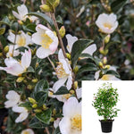 Camellia Sasanqua Starry Pillar 7 Gallon Plant Eyes Flower Live Plant Ho7