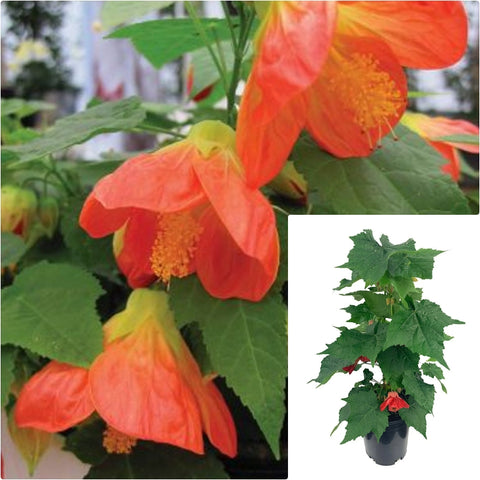 Abutilon Lantern Orange 1 Gallon Plant Abutilon Wonderful Pot Include Redvein Plant Abutilon Live Ht7