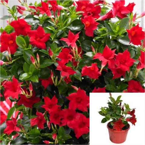 Mandevilla Red 4.5inches Dipladenia Vine Plant Flower Outdoor Live Plant Ht7