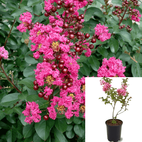 Lagerstroemia Fe Plum Magic 3 Gallon Pink Flowers Japanese Crape Myrtle Tree Live Plant Ho7