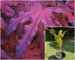 Acer Palmatum Purpleghost 5Gallon Plant Purple Ghost Japanese Maple Tree Live Plant Gg7