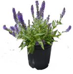 Salvia Nemorosa Marcus 1 Gallon Plant Woodland Sage Violet Palnt Perennial Live Plant Mr7