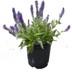 Salvia Nemorosa Marcus 1Gallon Plant Woodland Sage Plant Violet Sage  Palnt Perennial Live Plant Mr7