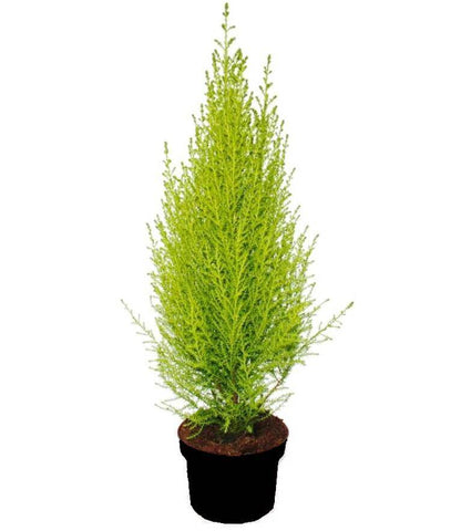 Cupressus Goldcrest Plant Golden Monterey Cypress Plant Lemon Cypress 5Gallon Outdoor Live Plant Gr7