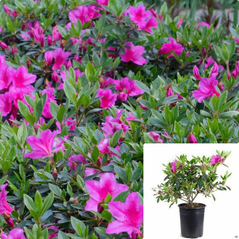 Azalea Formosa Phoenicia 5Gallon Pink Southern Indica Azalea Live Plant Gr7